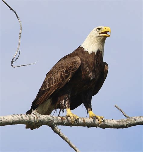 Shot bald eagle in St. Louis shows signs of recovery after third .